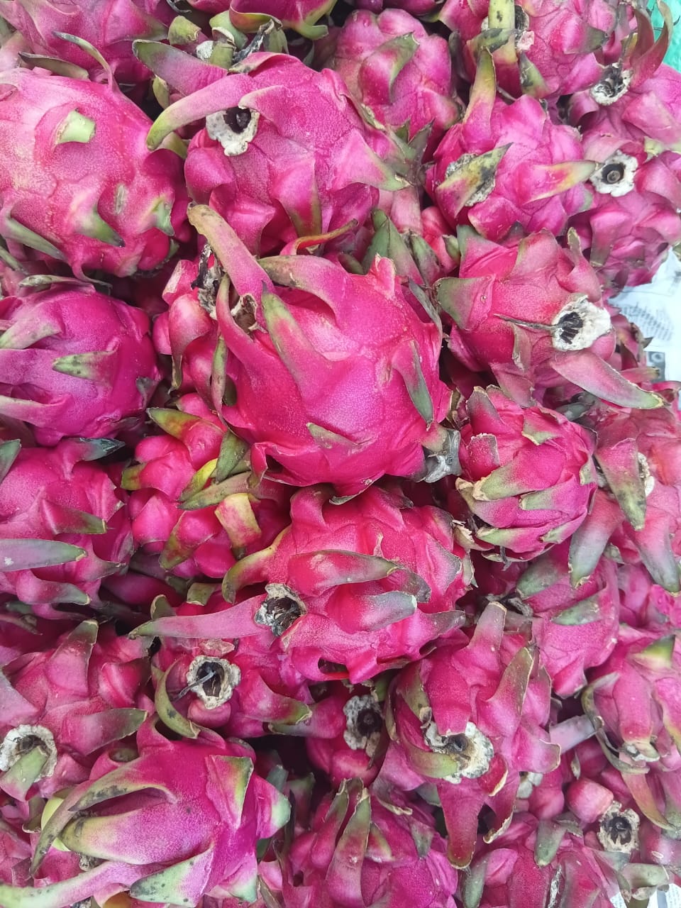 Dragon Fruit \ ড্রাগন ফল 1 kg